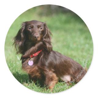 Chocolate and Tan Long-haired Miniature Dachshund Classic Round Sticker