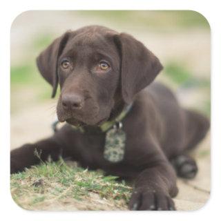 Chocolate Lab Puppy Square Sticker