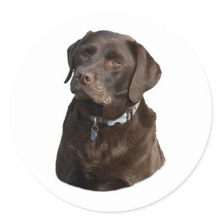 Chocolate Labrador dog photo portrait Classic Round Sticker