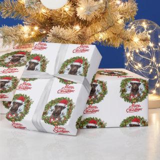Chocolate Labrador Retriever,  Christmas wreath