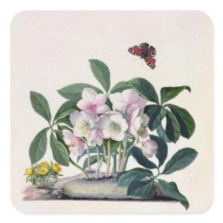 Christmas Rose (Helleborus niger) and Winter Aconi Square Sticker