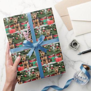 Christmas Welsh Terrier With Gifts