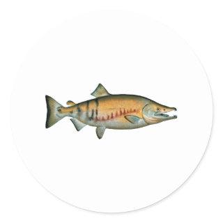 Chum Salmon (spawning phase) Classic Round Sticker