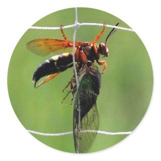 Cicada killer wasp holding dead cicada classic round sticker