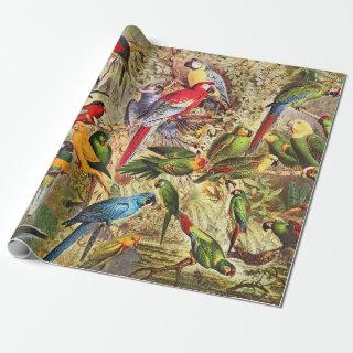 Classic Vintage Tropical Birds Parrots