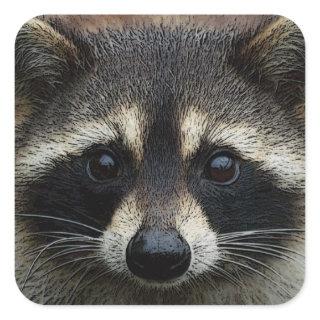 Close Up Cropped Face Raccoon Stare Square Sticker