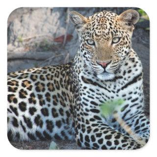 Close up leopard portrait sitting square sticker
