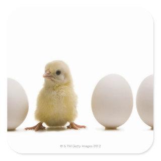 Close-up of a baby chick with three eggs square sticker