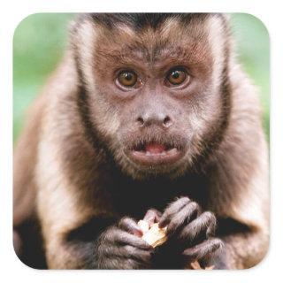 Close-up of a black-capped capuchin monkey square sticker