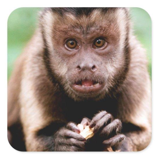 Close-up of a black-capped capuchin monkey square sticker