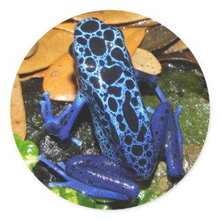 Close up of a Blue Poision Dart Frog Classic Round Sticker