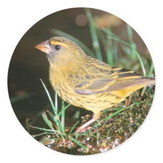 Close-Up Of A Forest Canary (Serinus Scotops) Classic Round Sticker