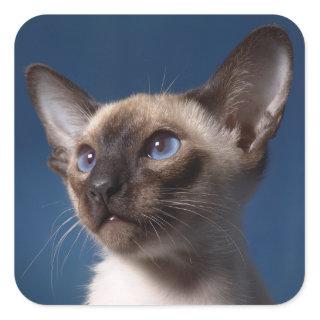 Close up of a Siamese Cat with Blue Eyes Square Sticker