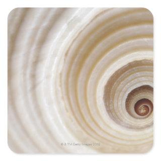 Close-up of an animal shell square sticker