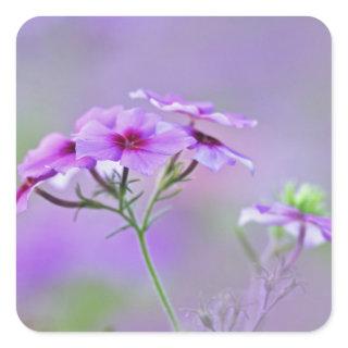 Close-up of Drummond Phlox, Phlox drummondi, Square Sticker