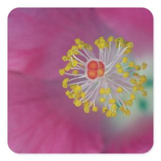 Close-up of Hibiscus flower stamen, Hibiscus Square Sticker
