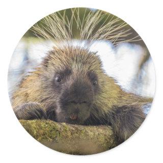 Close-up of porcupine in a tree classic round sticker