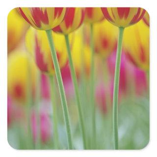 Close-up of underside of tulip flower, 3 square sticker