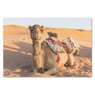 Close-up on funny camel in Oman Wahiba desert Tissue Paper