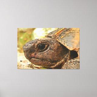 Close Up Side Portrait Of A Turkish Tortoise Canvas Print