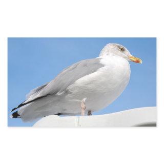 Closeup herring gull perched on boat cabin on blue rectangular sticker