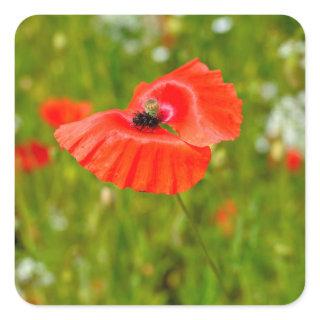 Closeup of poppies  square sticker