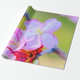 Closeup View Of Pink Sakura Cherry Blossoms