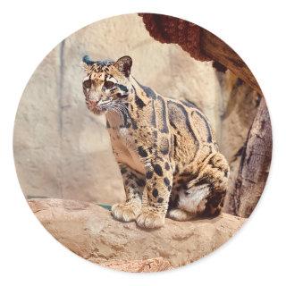 clouded leopard picture nature  classic round sticker