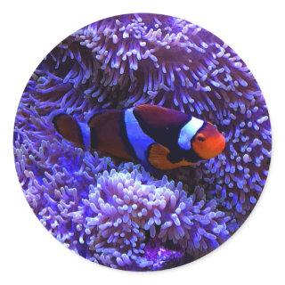 Clownfish #2 Stickers