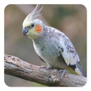 Cockatiel budgerigar perched on branch postcard square sticker