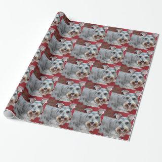 Coco, the mini schnauzer, gift wrap.