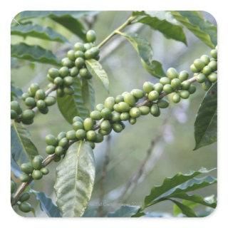 Coffea is a large genus of flowering plants in square sticker