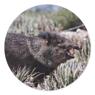 Collared peccary (javelina) yawning amid flowering classic round sticker