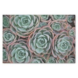 Collection of Blushing Succulents Tissue Paper