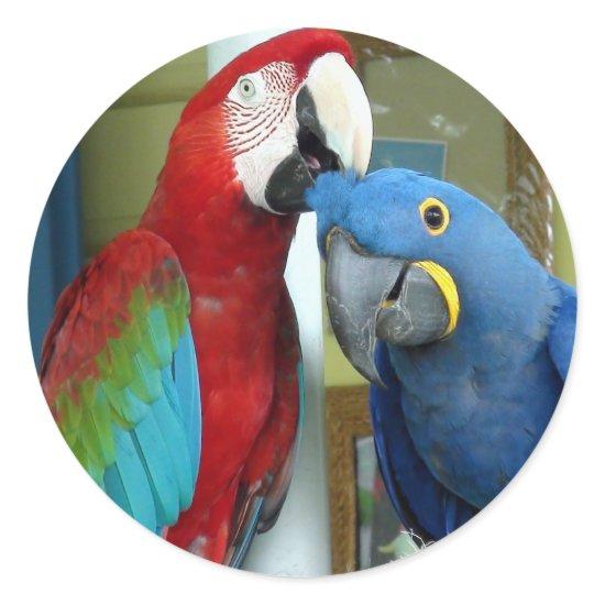 Colorful Red and Blue Macaws Classic Round Sticker