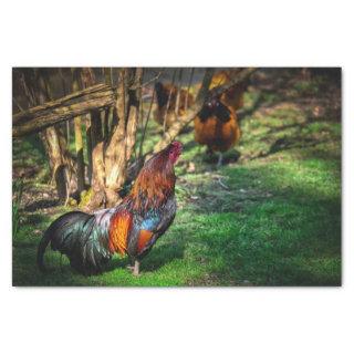 Colorful Rooster Strutting His Stuff Tissue Paper