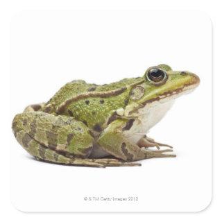 Common European frog or Edible Frog Square Sticker