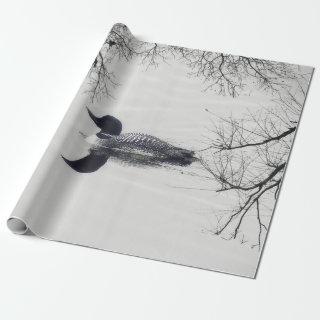 Common Loon Swims in a Northern Lake in Winter