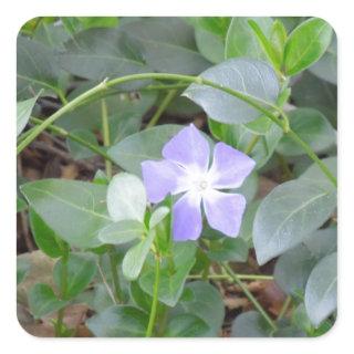 Common Periwinkle, Vinca Minor, on Roadside Square Sticker