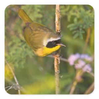 Common Yellowthroat Geothlypis trichas) male, Square Sticker