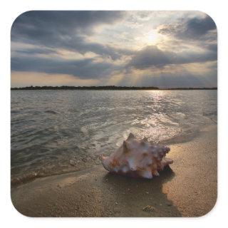 Conch Shell At Beach | St. Augustine, Fl Square Sticker