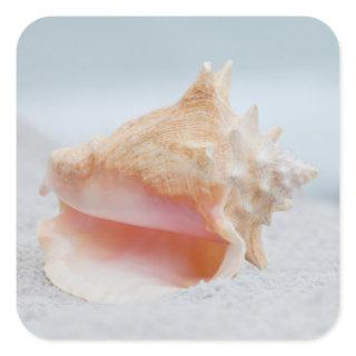 Conch Shell Square Sticker
