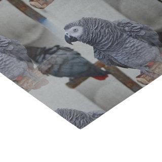 Congo African Grey Parrot in Mirror Tissue Paper