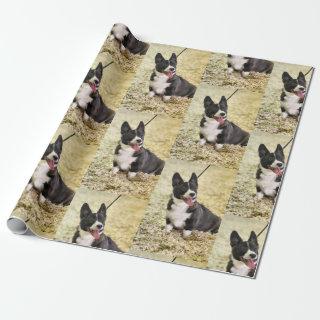 Corgi