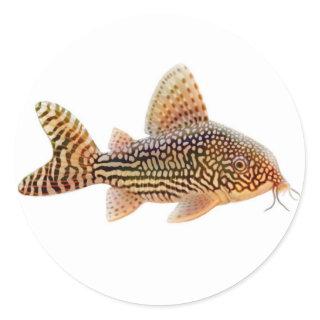Corydoras Sterbai Catfish Sticker