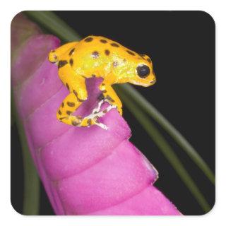 Costa Rica. Close-up of poison dart frog Square Sticker