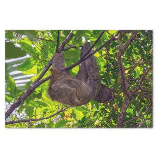 Costa Rica - Happy  Lazy Sloth, Antonio Manuel NP Tissue Paper