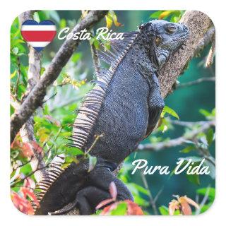Costa Rica, Muelle - Lazy Iguana resting in a tree Square Sticker