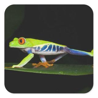 Costa Rica, Red-eyed Tree Frog (Agalychnis Square Sticker