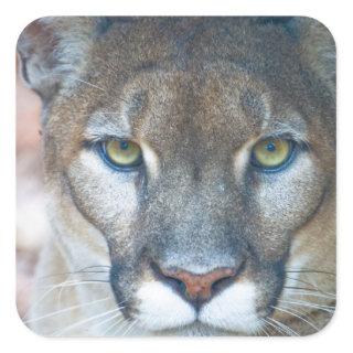 Cougar, mountain lion, Florida panther, Puma Square Sticker
